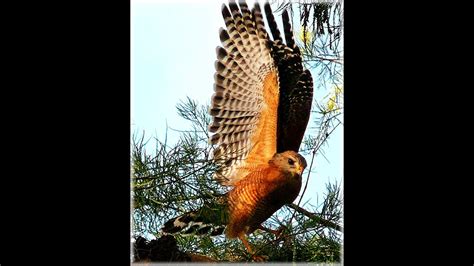 Red-Shouldered Hawk - Call & Flight [HD] [720p] - YouTube