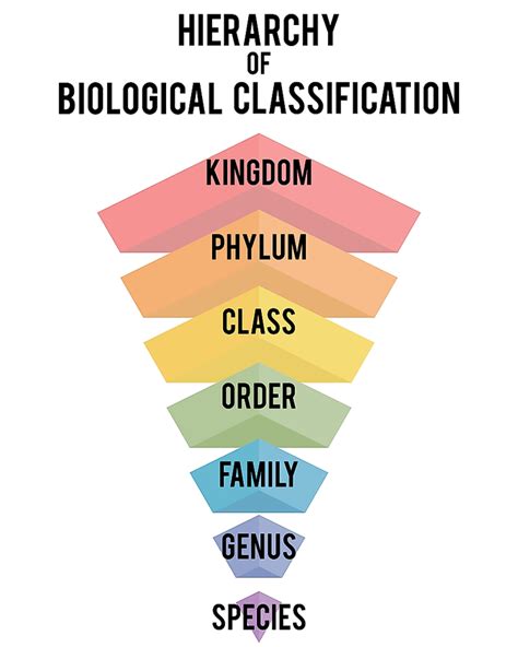 每日一词：生物学分类 (Biological classification) - 知乎