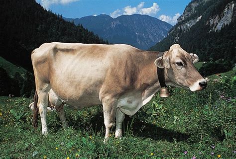 Brown Swiss | breed of cattle | Britannica