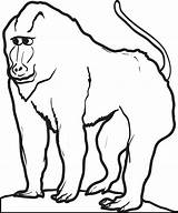 Baboon Coloring Page Adult Pages Animal Sketch sketch template