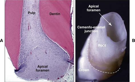 Apical Foramen Histology