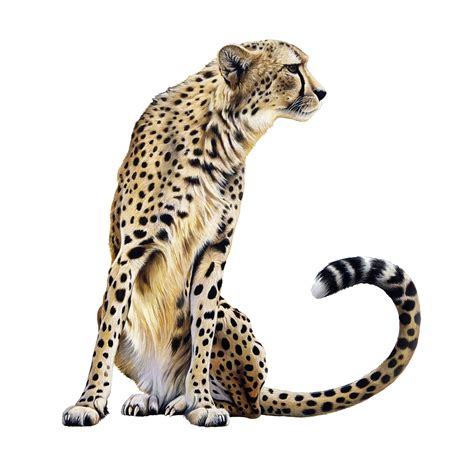 Cheetah Transparent Transparent HQ PNG Download | FreePNGimg