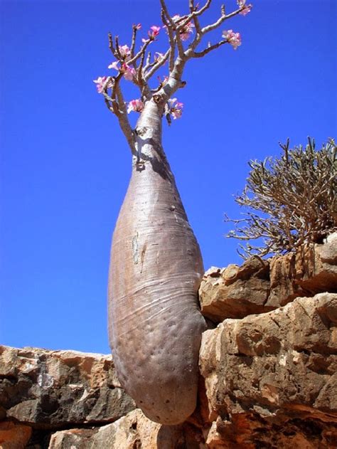 The Island Of Strange Plants - Socotra - Unbelievable Info