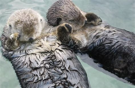 Otters hold hands while sleeping, so they don’t float away from each other! — Dan's Pet Care