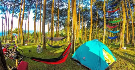 Hutan Pinus Batu Cakra Wisata Alam Cocok untuk Camping - Teropong Media