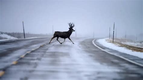 What Wildlife is in Zion National Park? 10 Coolest Animals