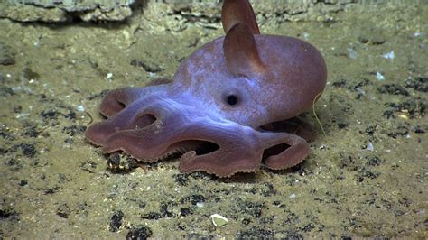 Fun facts about the fantastic deep sea dumbo octopus | One Earth