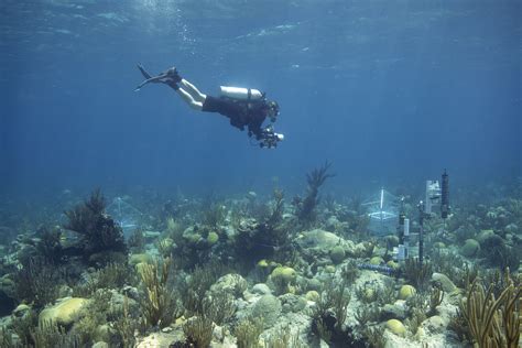 A lifelong passion for ocean science | ASU News