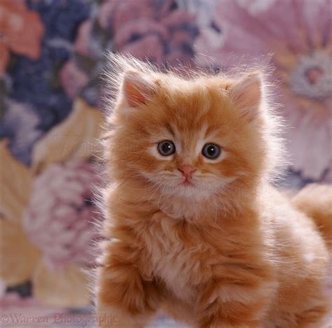 ginger kittens - Google Search | Ginger kitten, Kittens cutest, Cats