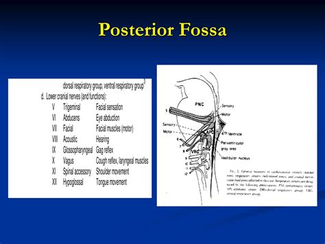 PPT - Posterior Fossa Procedures (Infratentorial Craniotomy) and ...