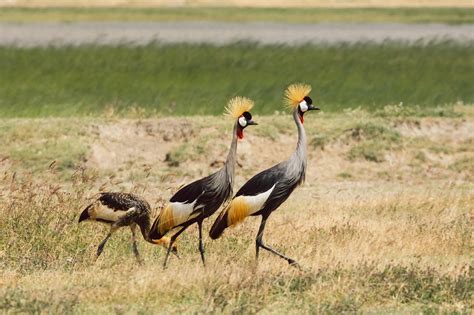 Grey Crowned Crane: Africa's Majestic National Bird