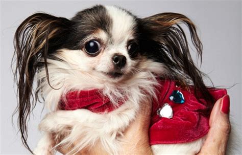 World's smallest dog Milly the Chihuahua is 3.8 inches high | Daily Mail Online