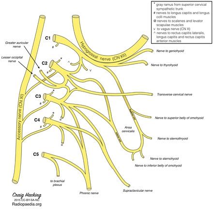 Supraclavicular nerves | Radiology Reference Article | Radiopaedia.org