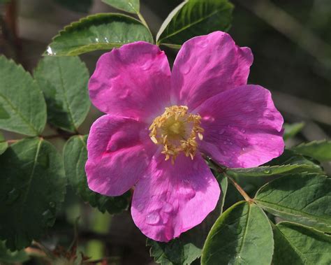 Prickly Rose | Amazing flowers photos, Amazing flowers, Rose