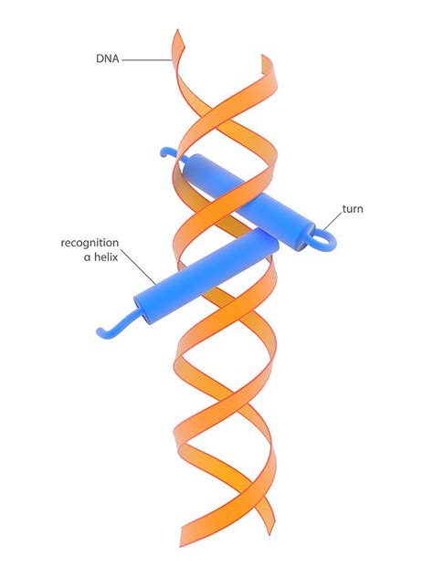 Alpha Helix Gif Best Wholesale | isg.com.sa