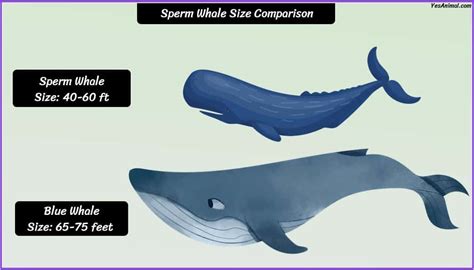 Sperm Whale Size: How Big Are They Compared To Others?