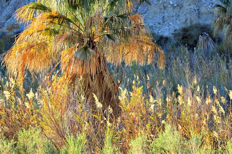 Coachella Valley Preserve: A Desert Oasis - RVing with Rex