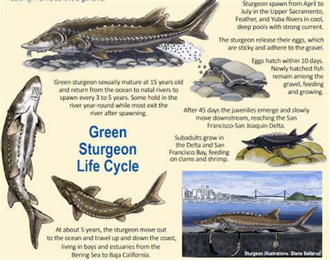 Green Sturgeon | NOAA Fisheries