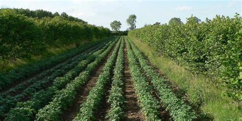 Agroforestry: growing trees and crops on one plot – BE PROFY IN POTATOES NEWS