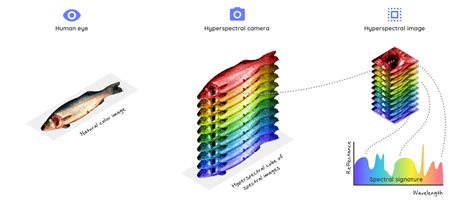 Hyperspectral imaging – condi food