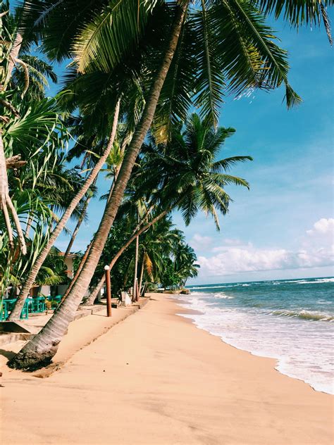 Palm Trees on Beach Shore · Free Stock Photo