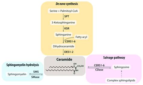 Sphingolipid Synthesis