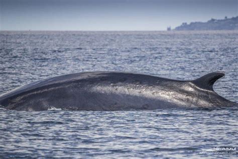 Balaenoptera physalus for us today, do you know which one that is? | Azores Whale Watching TERRA ...