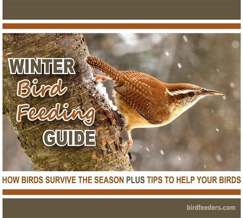 Winter bird feeding guide -- Learn all about feeding birds in your ...