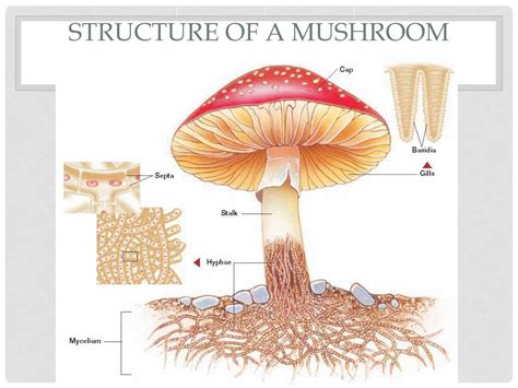 Fungi Structure Diagram