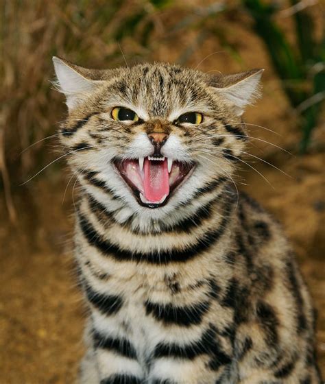 black-footed cat | Black footed cat, Small wild cats, Wild cats