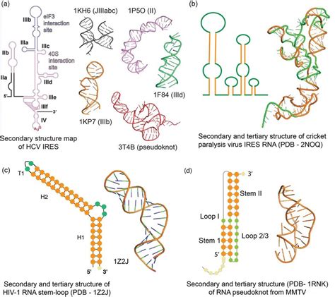 Tertiary Structure Of Rna