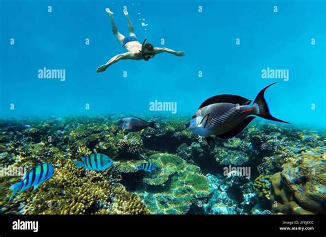 Snorkeling underwater in coral reef Stock Photo - Alamy