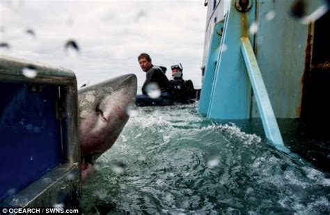 Is a great white shark heading for BRITAIN? Killer fish spotted just 1,000 miles off the Cornish ...