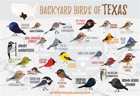 Backyard Birds of Texas - Bird Watching Academy