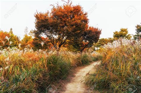 Seoul Autumn Foliage Tour | This Is Korea Tours