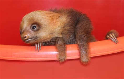 Baby Sloth in an Animal Sanctuary, Costa Rica Stock Photo - Image of animal, mammal: 34287418