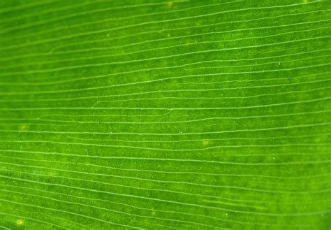 Download texture: leaf green, texture, photo, background, download, green leaf texture | Leaf ...