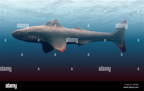 Cladoselache shark. Artwork of a Cladoselache shark swimming. This genus of prehistoric shark ...