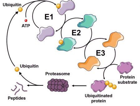 Ubiquitin-Proteasome System - LifeSensors