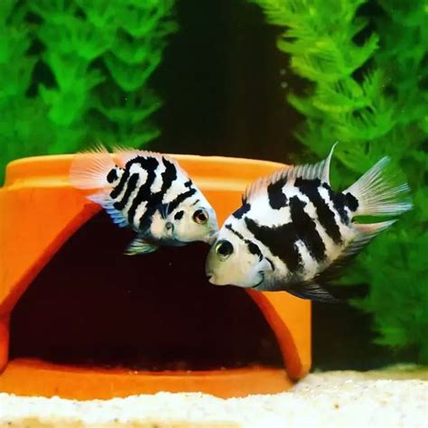 Polar Blue Parrot Cichlid: Size, Tank Mates, & Care | Cichlids, Cichlid fish, Parrot