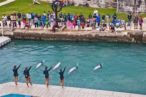 Celebrate Dolphin Quest Bermuda’s 20th Anniversary | Dolphin Quest