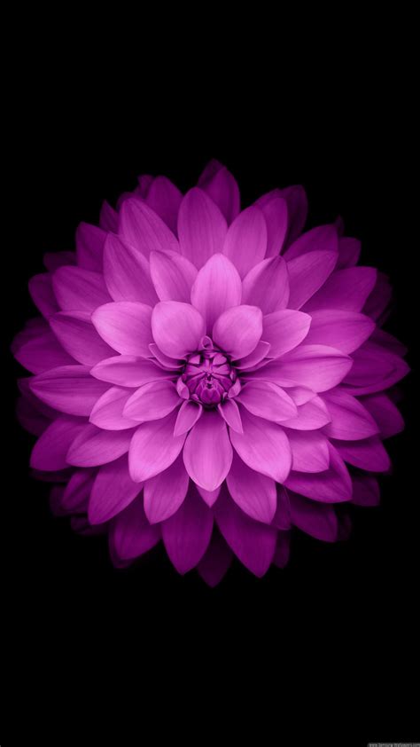 750x1334 resolution | pink petaled flower, purple flower, black ...