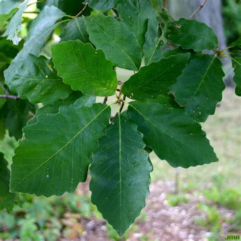 Quercus Prinus