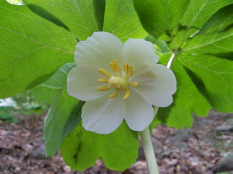 Mayapple-Flower - Kawartha Land Trust