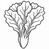 Mustard Greens Vegetable Outline coloring Book Page Line Art Drawing  sketch template
