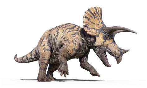 Torosaurus vs Triceratops: What Are the Differences? - Wiki Point