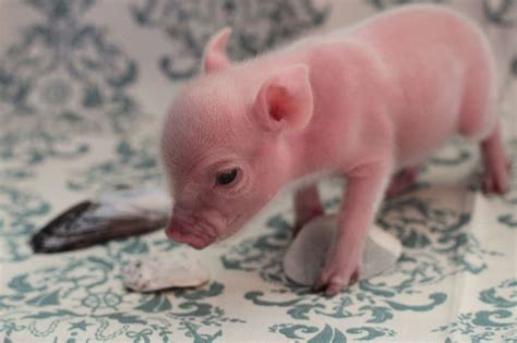 baby teacup pig | Teacup pigs, Cute baby pigs, Baby pigs