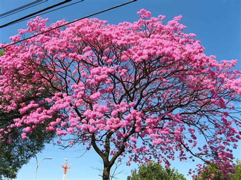 90 Best Flowering Trees for Florida (by Color & w/ Photos)- ProGardenTips