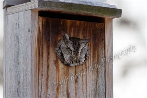 Ann Brokelman Photography: Eastern Screech owl in nesting box in back yard.