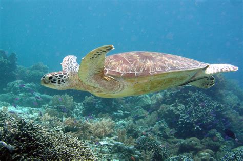 Sipadan Island - Reef and Rainforest Tours